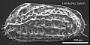 Chrysocythere sp. a