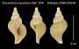Chrysodomus hypolispus