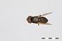 Chrysogaster ithaca
