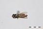 Chrysogaster pulchella