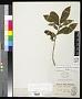 Chrysophyllum lucentifolium Cronquist