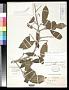 Chrysophyllum lucentifolium Cronquist