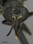 Chrysops vitripennis