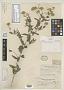 Chrysopsis breweri A. Gray