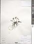 Chrysosplenium griffithii Hook. f. & Thomson