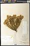 Chrysothamnus affinis A. Nelson