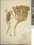 Chrysothamnus viscidiflorus (Hook.) Nutt. subsp. viscidiflorus