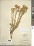 Chrysothamnus viscidiflorus (Hook.) Nutt. subsp. viscidiflorus