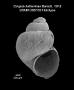 Cingula katherinae
