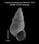 Cingula montereyensis