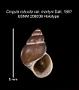 Cingula robusta martyni