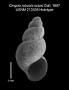 Cingula robusta scipio