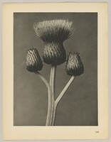 Cirsium canum