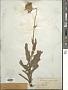 Cirsium canum M. Bieb.