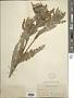 Cirsium edule Nutt.
