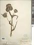 Cirsium edule Nutt.
