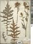 Cirsium muticum Michx.