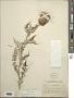 Cirsium ochrocentrum A. Gray