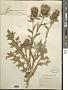 Cirsium sp.