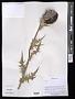 Cirsium sp.