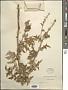 Cirsium sp.