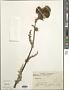 Cirsium sp.