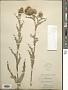Cirsium subniveum Rydb.