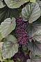 Cissus sp.