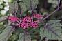 Cissus sp.