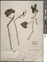Cissus sp.