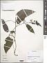Cissus sp.