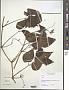 Cissus sp.