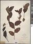 Cissus sp.