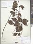 Cissus sp.
