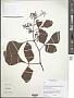 Cissus sp.