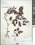 Cissus sp.