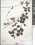 Cissus sp.