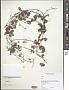 Cissus sp.