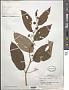 Cissus sp.
