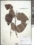 Cissus sp.
