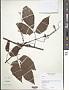 Cissus sp.