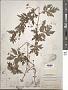 Cissus sp.