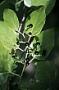 Cissus verticillata (L.) Nicolson & C.E. Jarvis