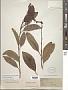 Citharexylum caudatum L.