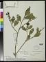 Citharexylum mirifolium Moldenke
