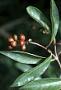 Citharexylum spinosum L.