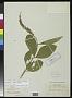Citharexylum viride Moldenke