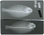 Citharichthys panamensis Steindachner