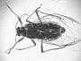 Cladobius beulahensis