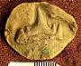 Cladodus splendens Newberry